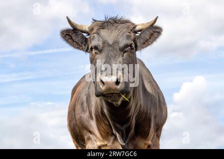 Kuhschwarze Schönheit, dunkelbraunes Pelz und gehörnte, mittlere Aufnahme von vorne und blauer Himmel Hintergrund Stockfoto