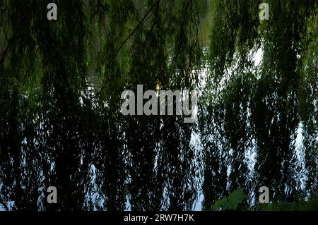 Sommerhintergrund: Grüne Weidenzweige baden im ruhigen Seenwasser Stockfoto