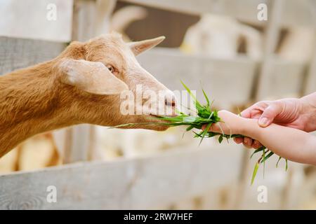 Mit sanften Händen ernähren die Frau und das Kind die hungrigen Ziegen, indem sie ihnen Gras geben Stockfoto