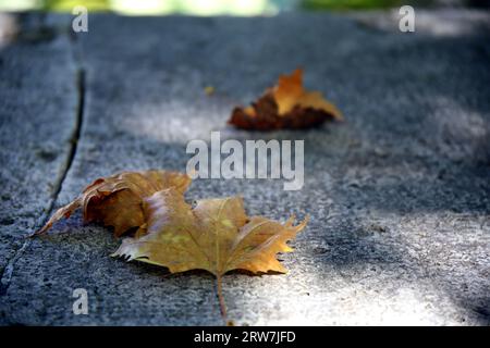 Set aus trockenen Blättern mit ihren Adern auf rauer, beschädigter Oberfläche Stockfoto