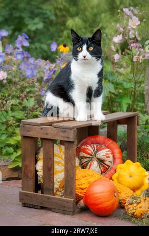 Schwarz-weiße zweifarbige Katze, Europäisches Kurzhaar, sitzt auf einer Holzkiste mit bunten Kürbissen in einem herbstlichen Garten, Deutschland Stockfoto