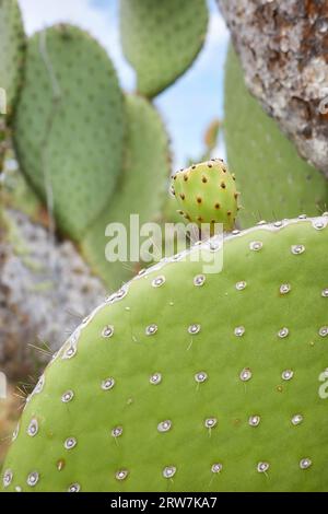 Nahaufnahme von riesigen Opuntia Pads (Opuntia galapageia) auf Santa Cruz Island, selektiver Fokus, Galapagos Nationalpark, Ecuador. Stockfoto