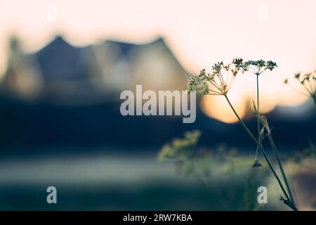 Eine blühende Wildblume mit einem Schirmkopf in hellem Licht vor dem Hintergrund des Hauses. KuhPetersilie mit Kopierraum. Hochwertige Fotos Stockfoto