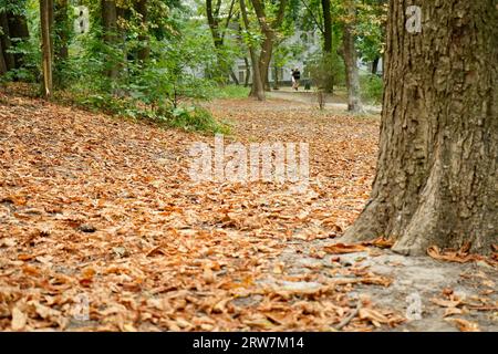 Landschaft mit Bäumen und gelben Blättern auf dem Boden Stockfoto