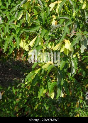 Natürliches Gartenbaumporträt von Acer griseum, Paperrindenahorn, in herrlicher Spätsommersonne Stockfoto