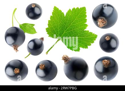 Sammlung von schwarzen Johannisbeeren und einem Blatt, isoliert auf weißem Hintergrund Stockfoto