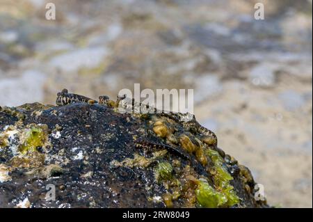 Rockskipper, auch bekannt als Combtooth Blenny, ruht auf Felsen auf der Insel ilot sancho auf Mauritius Stockfoto