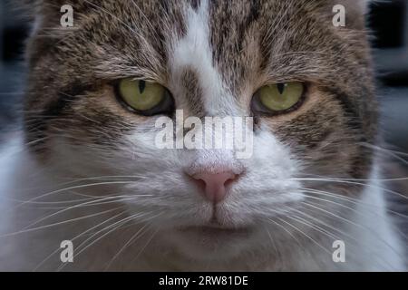 Larry, der Tabbykatze, der seit 2011 Chief Mouser im Kabinettsbüro in der Downing Street 10 ist. Stockfoto