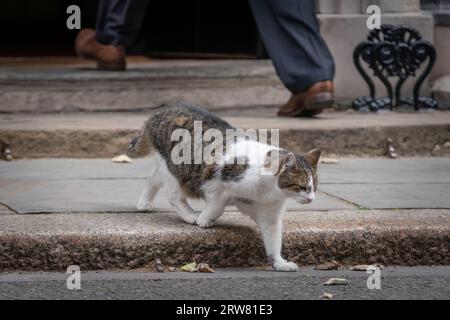 Larry, der Tabbykatze, der seit 2011 Chief Mouser im Kabinettsbüro in der Downing Street 10 ist. Stockfoto