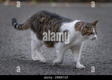 Larry, der Tabbykatze, der seit 2011 Chief Mouser im Kabinettsbüro in der Downing Street 10 ist. Stockfoto