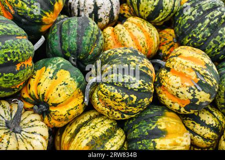 Kleine bunte orange, grün und gelb gestreifte Karnevalskürbisse Stockfoto