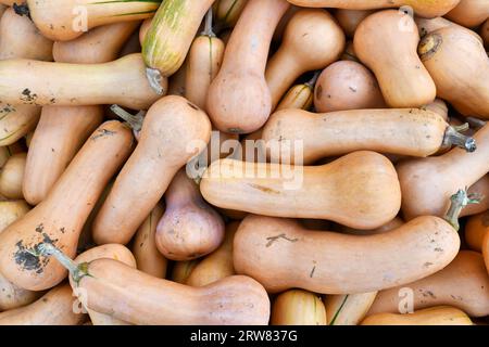 Draufsicht auf einen Haufen langer Butternusskürbisse Stockfoto