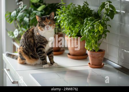 Haustier und Pflanzen zu Hause. Interessierte Katze sitzt auf dem Küchentisch in der Nähe eines kleinen Gartens mit Zimmerpflanzen Kräuter Stockfoto