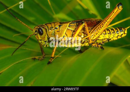 Extreme Makrofotografie des Lubber Grasshopper, Romalea guttata Stockfoto