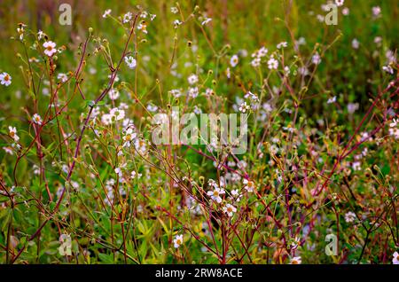 Bidens alba blühen am Rande eines Sumpfgebiets, 14. September 2023, in Bayou La Batre, Alabama. Stockfoto