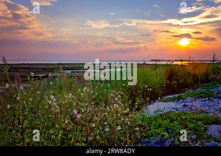 Bidens alba blühen am Rande eines Sumpfgebiets, 14. September 2023, in Bayou La Batre, Alabama. Stockfoto
