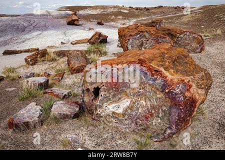 Versteinertes Holz, Bäume aus der späten Trias, vor etwa 225 Millionen Jahren. Petrified Forest National Park, Arizona, USA Stockfoto