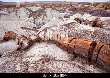 Versteinerte umgestürzte Bäume aus der späten Trias, vor etwa 225 Millionen Jahren. Petrified Forest National Park, Arizona, USA Stockfoto