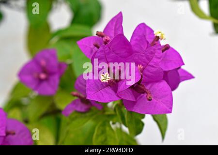 Blühende Bougainvillea (Bougainvillea glabra) in Ribeirao Preto, Sao Paulo, Brasilien Stockfoto