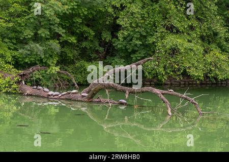 Teichgleiter (Trachemys scripta), eine Spezies von Meeresschildkröten, schwimmen und ruhen sich auf einem Stamm im Teich des Herzoglichen Parks von Parma, Italien Stockfoto