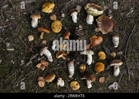 Frische rohe gemischte Wildpilze auf Waldboden. Essbare Lärchenpilze, Ceps, Steinpilze mit Tannenzapfen. Gelbe Birkenblätter. Kreative Stimmung Stockfoto