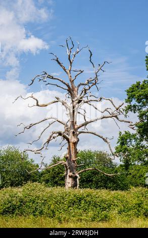 Ein lebendes und totes Skelett einer Eiche (Quercus robur) im Parkland in Surrey, Südostengland an einem sonnigen Tag mit blauem Himmel und Wolken Stockfoto