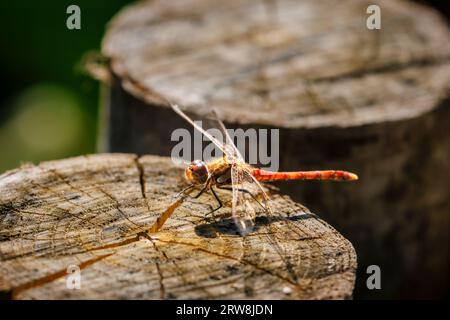 Roter reifer männlicher gewöhnlicher Darter (Sympetrum striolatum) in Ruhe auf einem geschnittenen Holzpfahl an einem Teich auf Horsell Common, Woking, Surrey, Südostengland Stockfoto