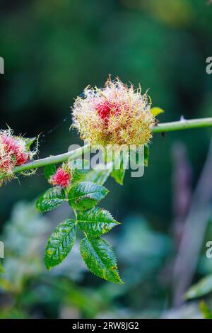 Robin's Pin Polster (Rose bedeguar gall), ein harmloses Wachstum, das durch eine Art von Gallenwespe (Diplolepis rosae) auf einer wilden Rose, Horsell Common, Woking, verursacht wird Stockfoto