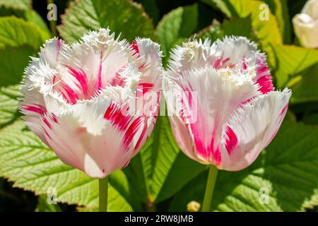 Zwei rosa und weiße Tulpen sonnen sich eng zusammen in der Sonne, ihre leuchtenden Farben und zarten Blütenblätter umhüllen die Wärme des Tages. Stockfoto
