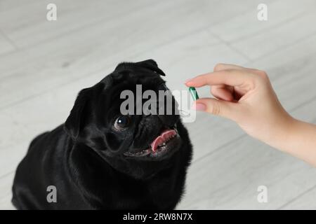 Frau, die dem süßen Mops-Hund Pille im Zimmer gibt, Nahaufnahme Stockfoto