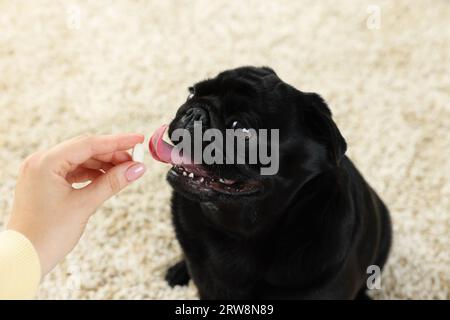 Frau, die dem süßen Mops-Hund Pille im Zimmer gibt, Nahaufnahme Stockfoto