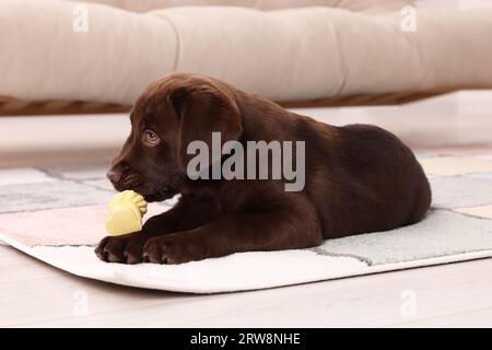 Niedliches, schokoladiges Labrador Retriever Hundespielzeug mit knöchernen Nagen auf dem Teppich zu Hause. Schönes Haustier Stockfoto