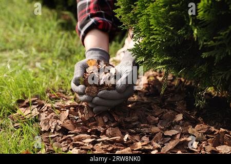 Frau, die Erde mit Rindensplittern im Garten Mulcht, Nahaufnahme Stockfoto