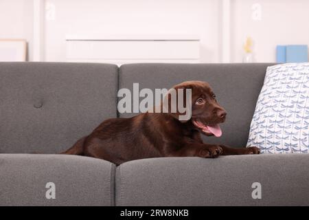 Niedlicher Labrador Retriever Welpe auf dem Sofa zu Hause. Schönes Haustier Stockfoto