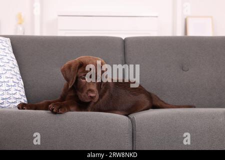 Niedlicher Labrador Retriever Welpe auf dem Sofa zu Hause. Schönes Haustier Stockfoto
