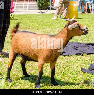 Nahaufnahme einer domestizierten männlichen Ziege bei einer Veranstaltung im Freien Stockfoto