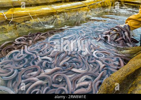 Pazifischer Fischfang „Eptatretus stoutii“, Arbeiter, die den Behälter reinigen (Schleim entfernen). Stockfoto
