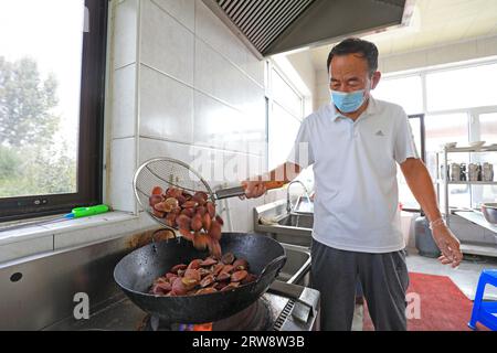 LUANNAN COUNTY, China - 16. September 2021: Köche kochen Jakobsmuscheln in der Küche, Nordchina Stockfoto