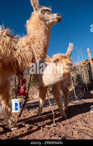 Lamas Mirador El Porito im Ferienort Purmamarca in der argentinischen Provinz Jujuy im Jahr 2023. Stockfoto