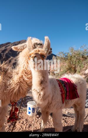 Lamas Mirador El Porito im Ferienort Purmamarca in der argentinischen Provinz Jujuy im Jahr 2023. Stockfoto