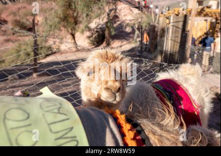 Lamas Mirador El Porito im Ferienort Purmamarca in der argentinischen Provinz Jujuy im Jahr 2023. Stockfoto