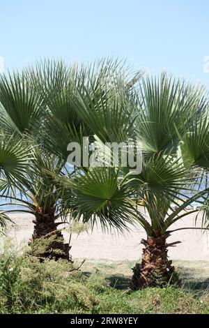 Vlorë, Albanien, Sonntag, 2. September 2023 Stadtzentrum von zu Fuß zu Fuß Palmen überall hochwertige große Drucke Stockfoto