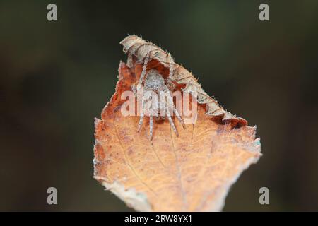 Spinnen in freier Wildbahn, Nordchina Stockfoto
