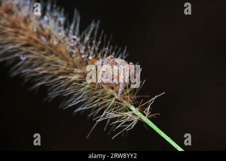 Spinnen in freier Wildbahn, Nordchina Stockfoto
