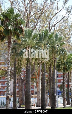 Vlorë, Albanien, Sonntag, 2. September 2023 Stadtzentrum von zu Fuß zu Fuß Palmen überall hochwertige große Drucke Stockfoto