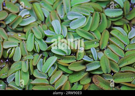 Wasserpflanze Sophora japonica-Blattentenkelch Stockfoto