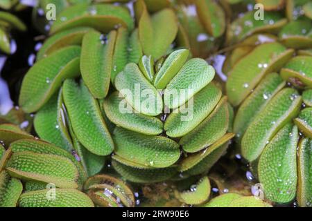 Wasserpflanze Sophora japonica-Blattentenkelch Stockfoto