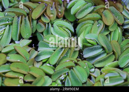 Wasserpflanze Sophora japonica-Blattentenkelch Stockfoto