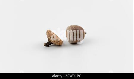 Einzelne Nördliche Eiche Eiche isoliert auf weißem Hintergrund. Quercus rubra Cupule und Perikarp Nahaufnahme. Stockfoto