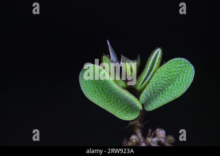 Wasserpflanze Sophora japonica-Blattentenkelch Stockfoto